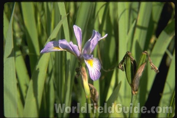 Flower - Angle View<br>(Location of Picture: Zion, Illinois, USA)