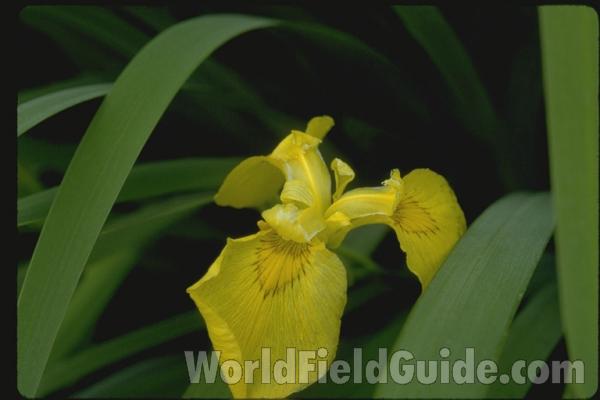 Flower<br>(Location of Picture: Glencoe Botanic Gardens, Il, USA)