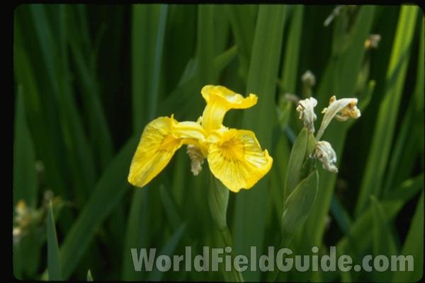 Flower View #2<br>(Location of Picture: Whitnal Botanic Gardens Il, USA)