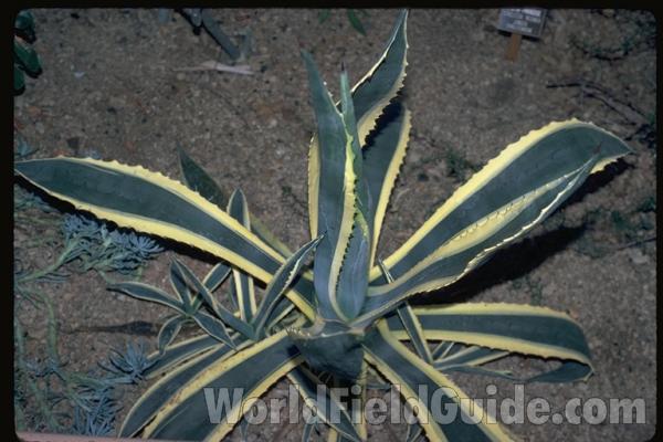 Flower<br>(Location of Picture: Garden, Okanogan, Washington, USA)