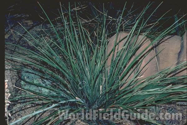 Flower<br>(Location of Picture: Garden, Fort Worth, Texas, USA)