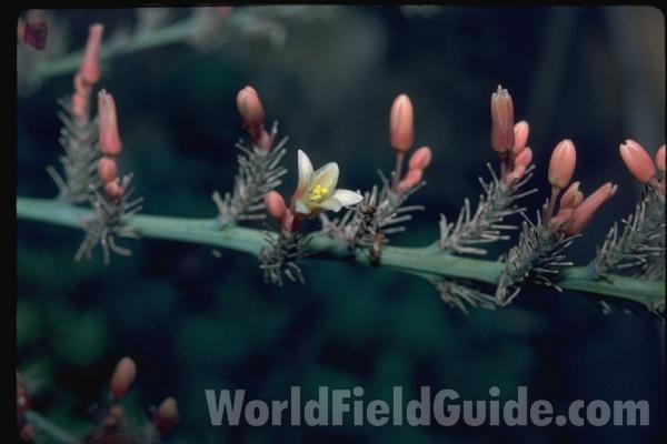 Flower<br>(Location of Picture: Garden, Fort Worth, Texas, USA)