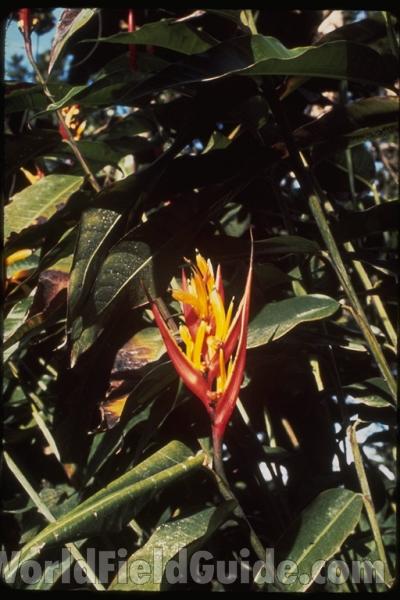 Flower<br>(Location of Picture: Costa Rica)