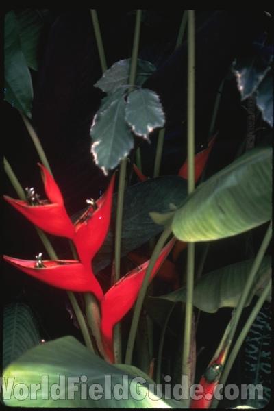Flower<br>(Location of Picture: Garden In Florida, USA)