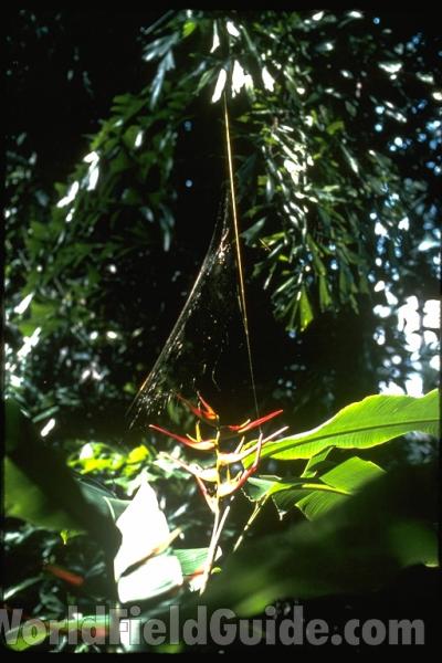 Silhouette<br>(Location of Picture: Costa Rica Garden)
