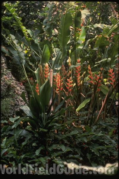 Garden View<br>(Location of Picture: Barbados Garden)