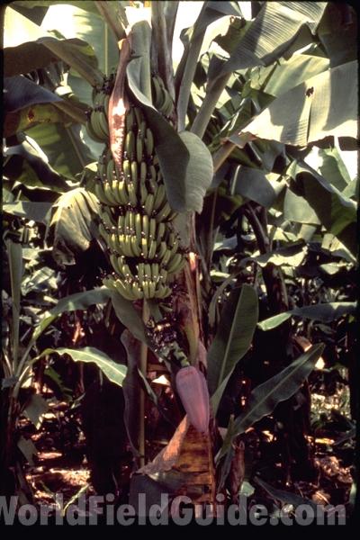 Fruit<br>(Location of Picture: Costa Rica Garden)
