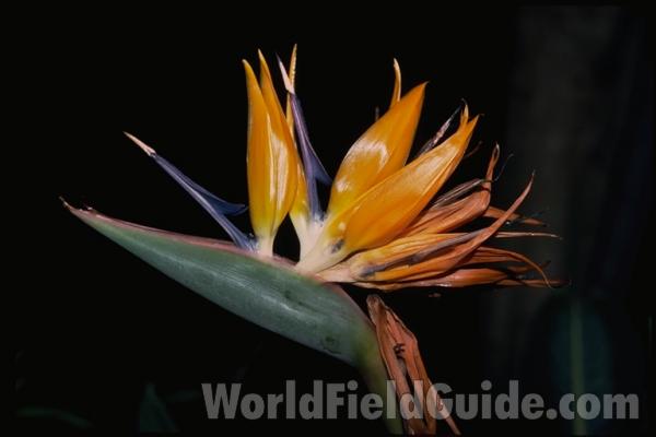 Flower - Front View<br>(Location of Picture: Ornamental, Lima, Peru, 2012)<br>(Location of Picture: Milwaukee Conservatory, Wi, USA)