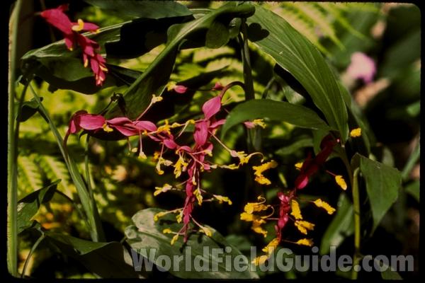 Raceme<br>(Location of Picture: Florida Garden)