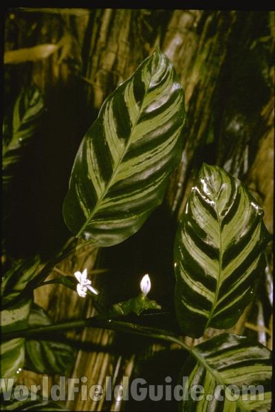 Flower and Leaf<br>(Location of Picture: Costa Rica Garden)