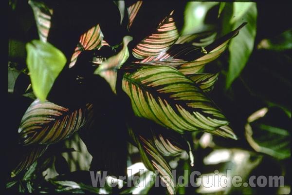 Leaves<br>(Location of Picture: Florida Garden)