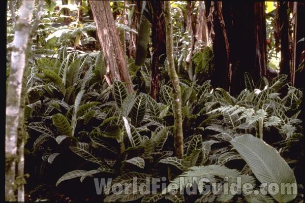 Raceme<br>(Location of Picture: Costa Rica Garden)