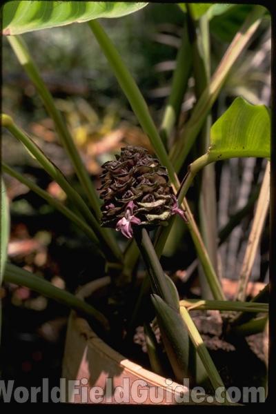 Raceme<br>(Location of Picture: Costa Rica Garden)<br>(Location of Picture: Costa Rica Garden)