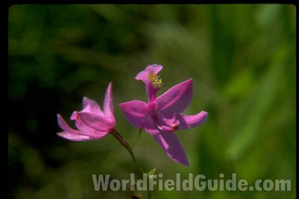 Flower<br>(Location of Picture: Zion, Illinois, USA)