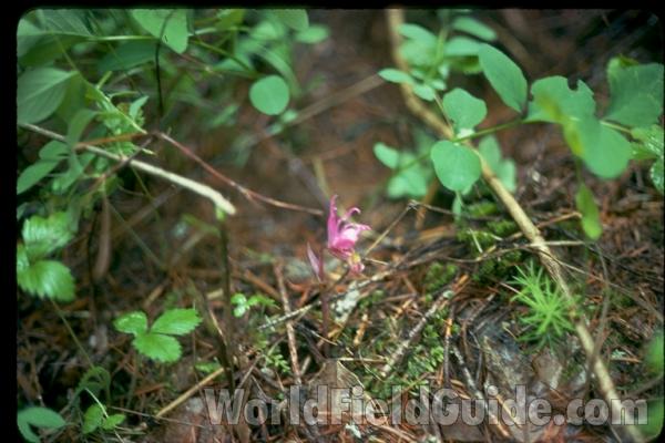 Habitat<br>(Location of Picture: Washington, USA)
