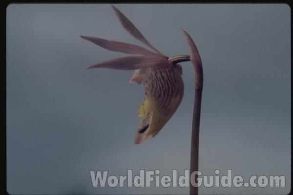 Flower - Side View<br>(Location of Picture: Conconully, Washington, USA)