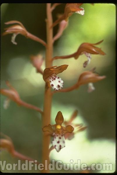 Flower<br>(Location of Picture: Washington, USA)