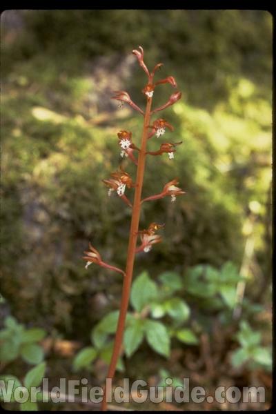 Top Of Plant in  Bloom<br>(Location of Picture: Washington, USA)