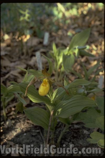 Top Of Plant in  Bloom<br>(Location of Picture: Garden, Chicago, Illinois, USA)