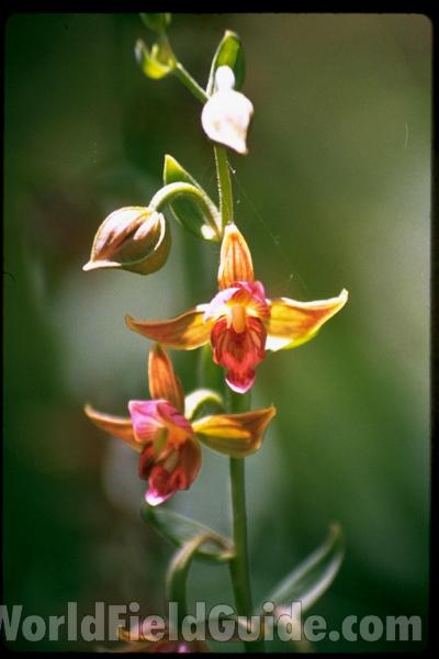 Flowers - Front View<br>(Location of Picture: California, USA)