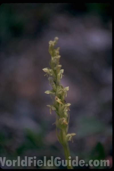Top Of Plant in  Bloom<br>(Location of Picture: British Colombia, Canada)