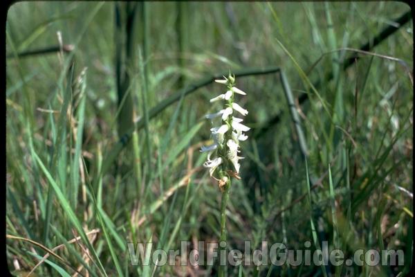 Plant in  Habitat<br>(Location of Picture: Round Lake Beach, Illinois, USA)