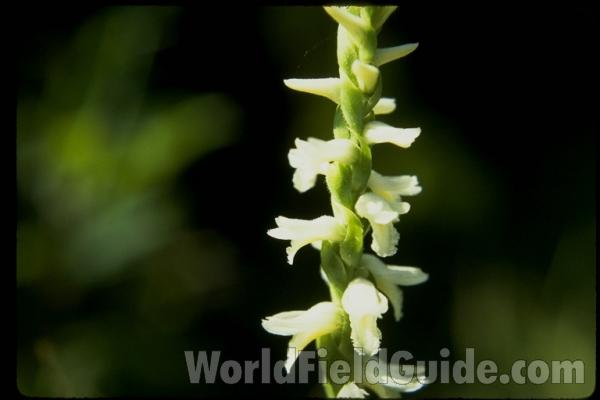 Flowers<br>(Location of Picture: Round Lake Beach, Illinois, USA)