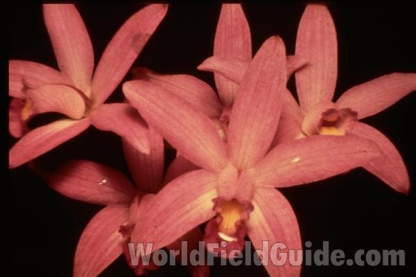 Flowers<br>(Location of Picture: Manito Garden, Washington, USA)