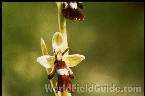 <br>(Location of Picture: Germany, Europe)