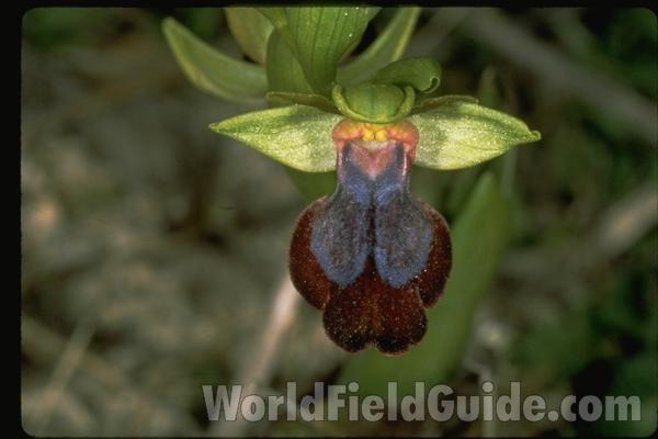 <br>(Location of Picture: Israel)<br>(Location of Picture: Israel)