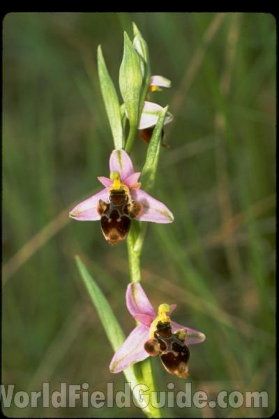 <br>(Location of Picture: France, Europe)<br>(Location of Picture: France, Europe)<br>(Location of Picture: France, Europe)<br>(Location of Picture: France, Europe)