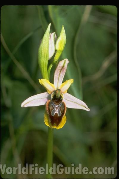 <br>(Location of Picture: France, Europe)<br>(Location of Picture: France, Europe)