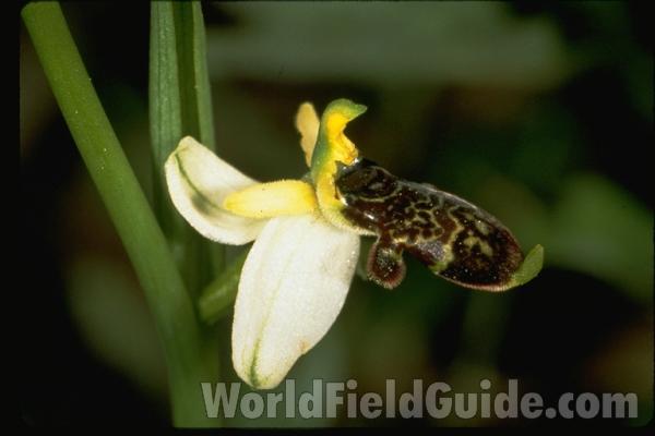 <br>(Location of Picture: France, Europe)<br>(Location of Picture: France, Europe)<br>(Location of Picture: France, Europe)