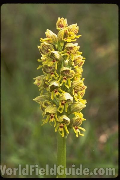 <br>(Location of Picture: Israel)<br>(Location of Picture: Israel)