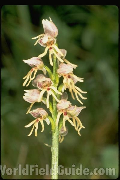 <br>(Location of Picture: Israel)<br>(Location of Picture: Israel)<br>(Location of Picture: Israel)