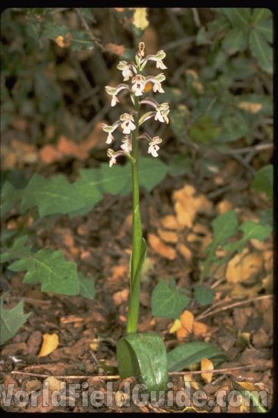 <br>(Location of Picture: Israel)<br>(Location of Picture: Israel)<br>(Location of Picture: Israel)