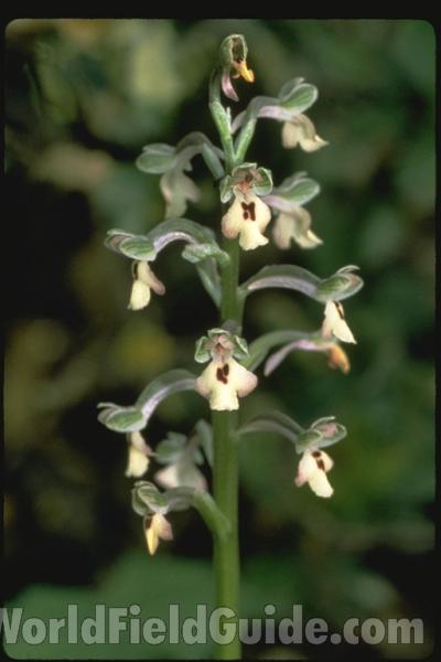 <br>(Location of Picture: Israel)<br>(Location of Picture: Israel)