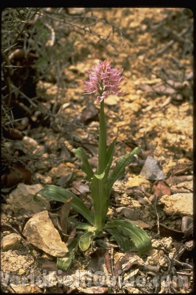 <br>(Location of Picture: Israel)<br>(Location of Picture: Israel)