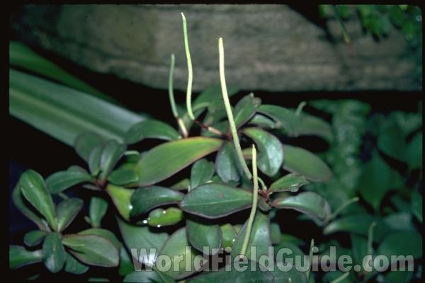 Leaves<br>(Location of Picture: Manito Garden, Washington, USA, '08)<br>(Location of Picture: Milwaukee Conservatory, Wi, USA)