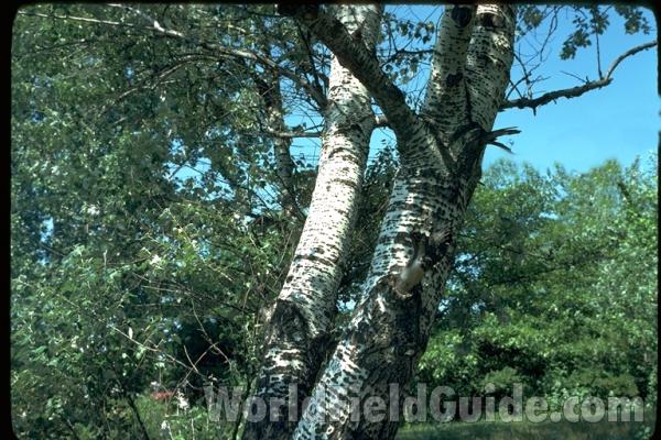 Large Branch<br>(Location of Picture: Zion, Illinois)
