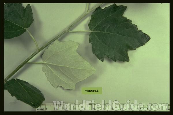 Leaves<br>(Location of Picture: Zion, Illinois)