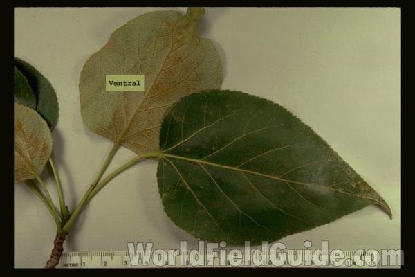 Leaves- Mounted<br>(Origin of the Specimen: Door Co Wisconsin, USA)