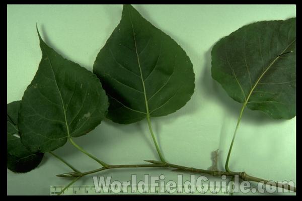 Twig - Mounted<br>(Origin of the Specimen: Round Lake, Illinois, USA)