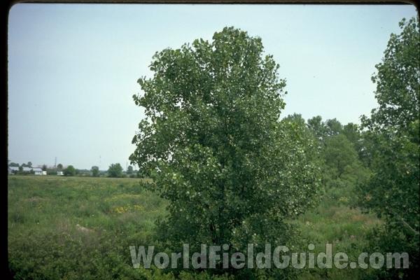 Young<br>(Location of Picture: Illinois, USA)