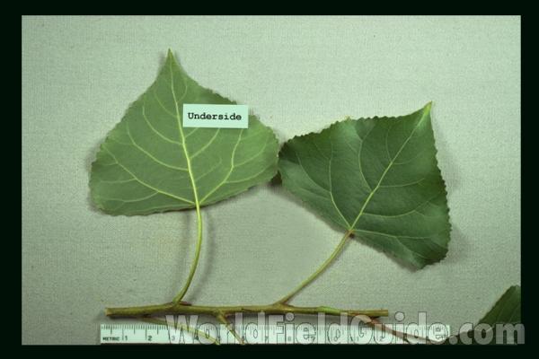 Silhouette by Parts - Line Drawing<br>(Origin of the Specimen: Britton and Brown)