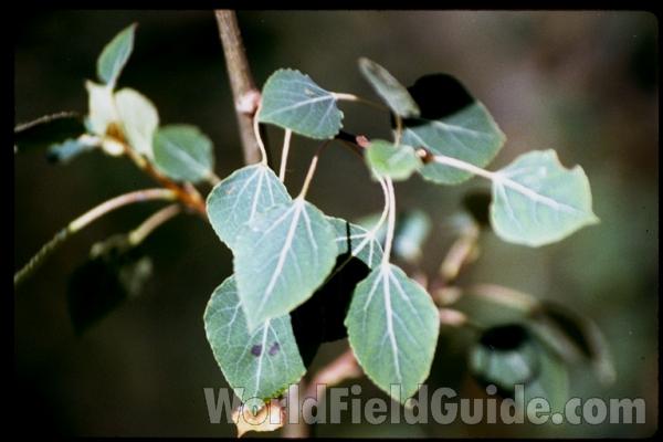 Leaves
