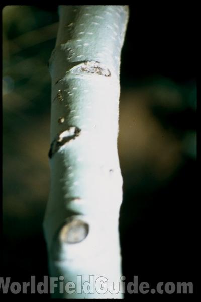 Branch