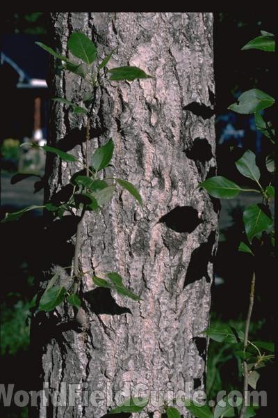 Trunk
