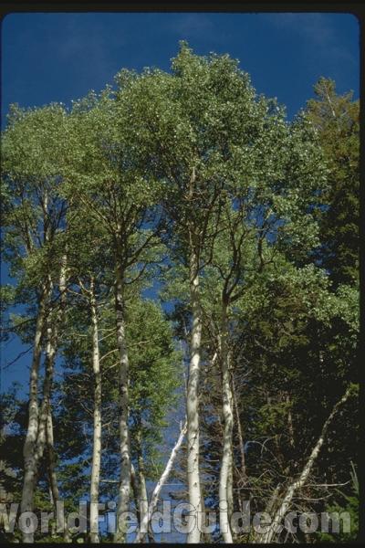 Reproduction<br>(Location of Picture: Washington, USA)<br>(Location of Picture: Okanogan, Washington, USA)