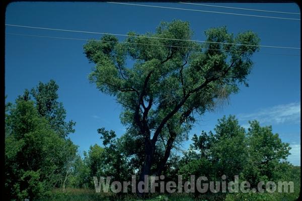 Giant<br>(Location of Picture: Illinois, USA)